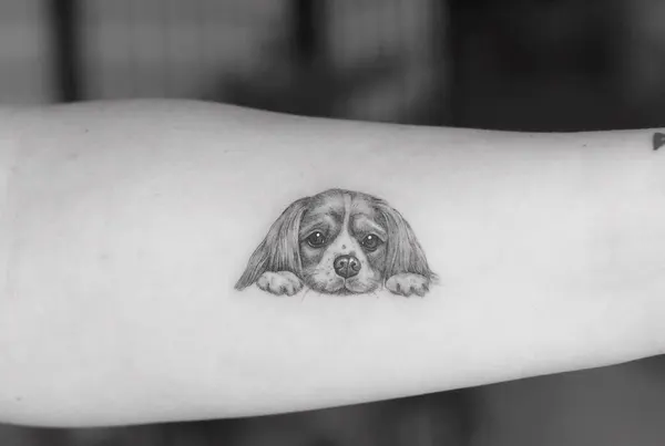 Animal