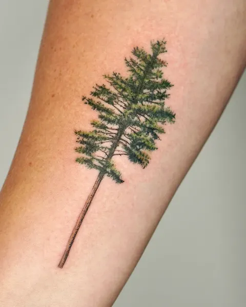 Nature, 소나무, 숲, 나무, 고사리