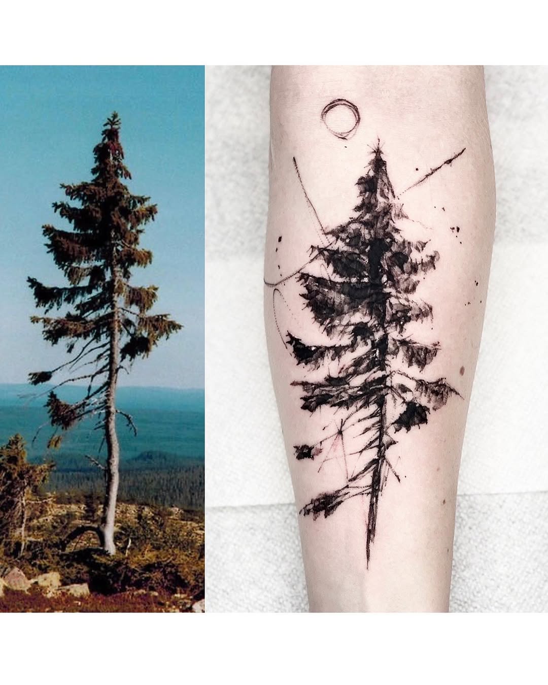 Nature, 소나무, 숲, 고사리, 나무