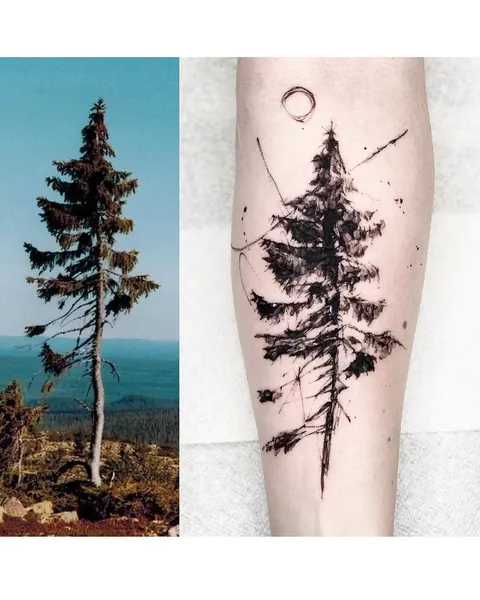 Nature, 소나무, 숲, 고사리, 나무