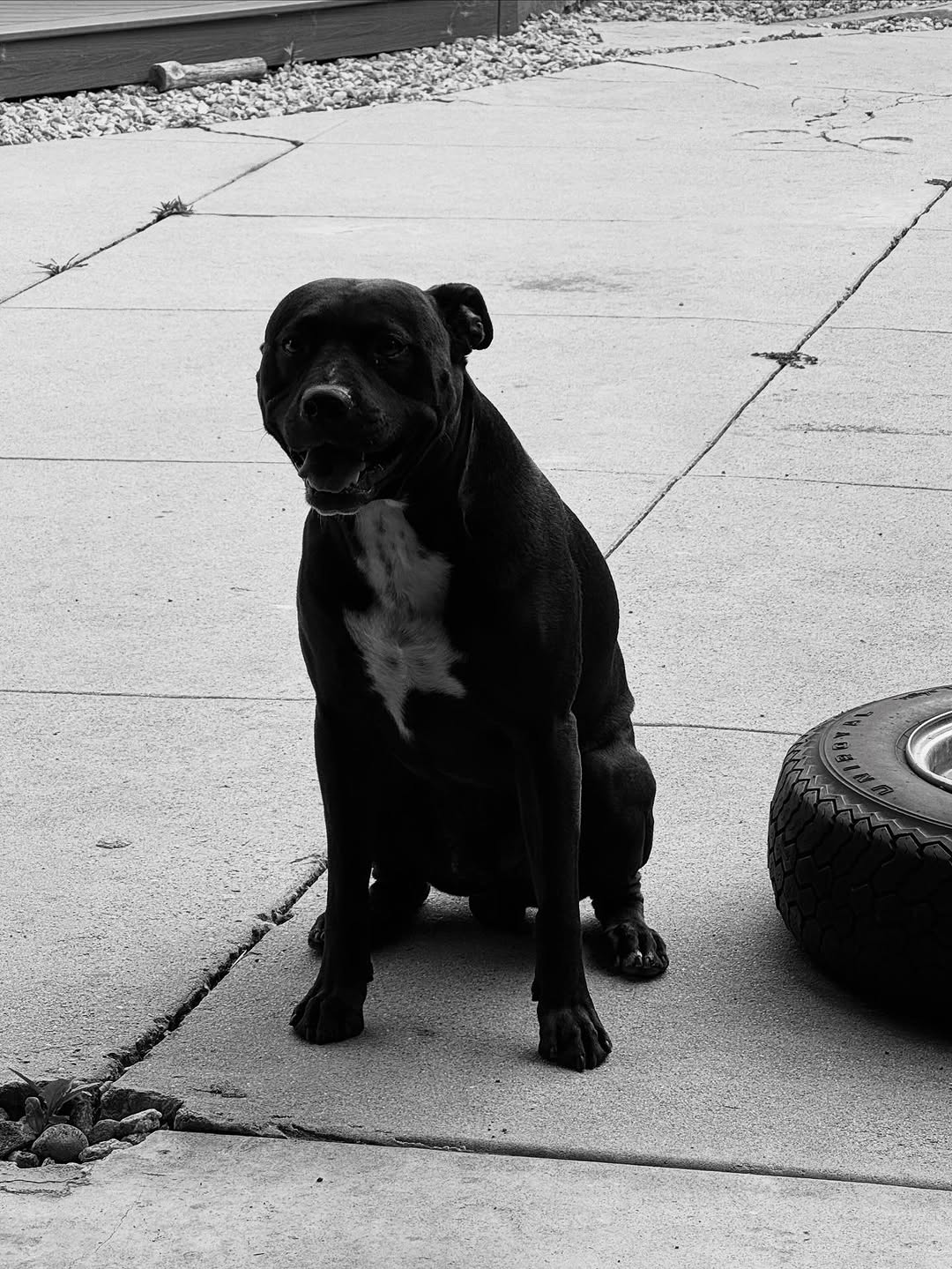 Animal