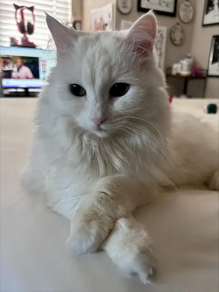 Animal