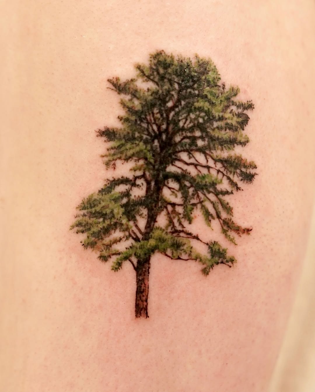 Nature, 나무, 소나무, 숲