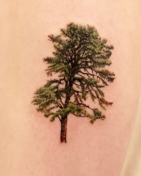 Nature, 나무, 소나무, 숲