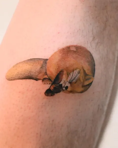 Animal, 버섯, 다람쥐, 조개껍데기, 나무늘보