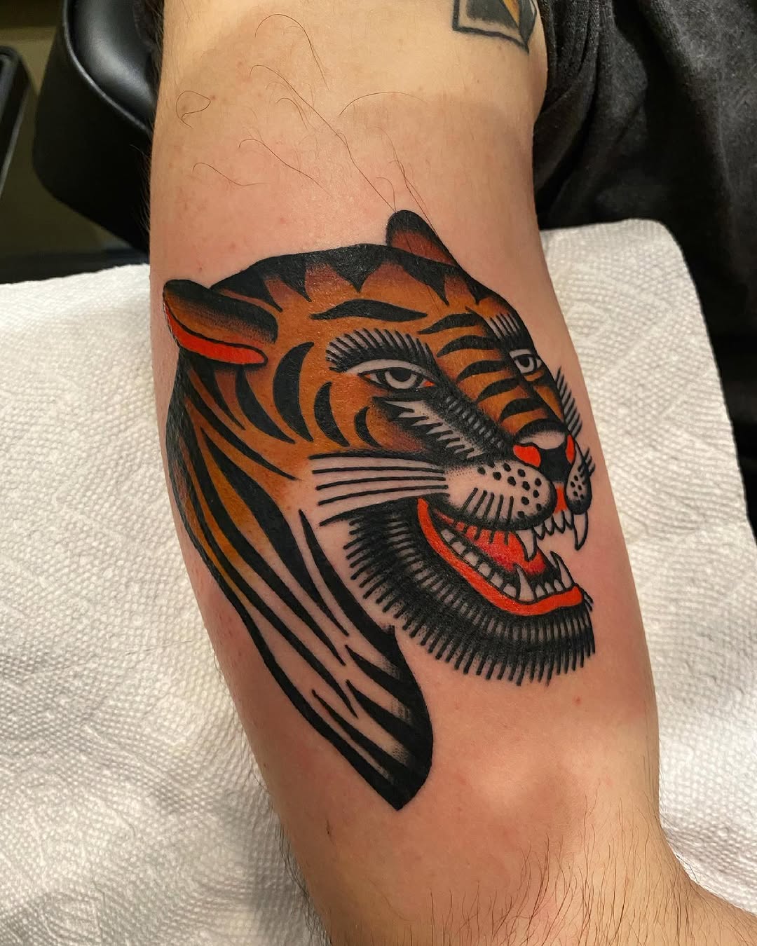 Tiger, Animal