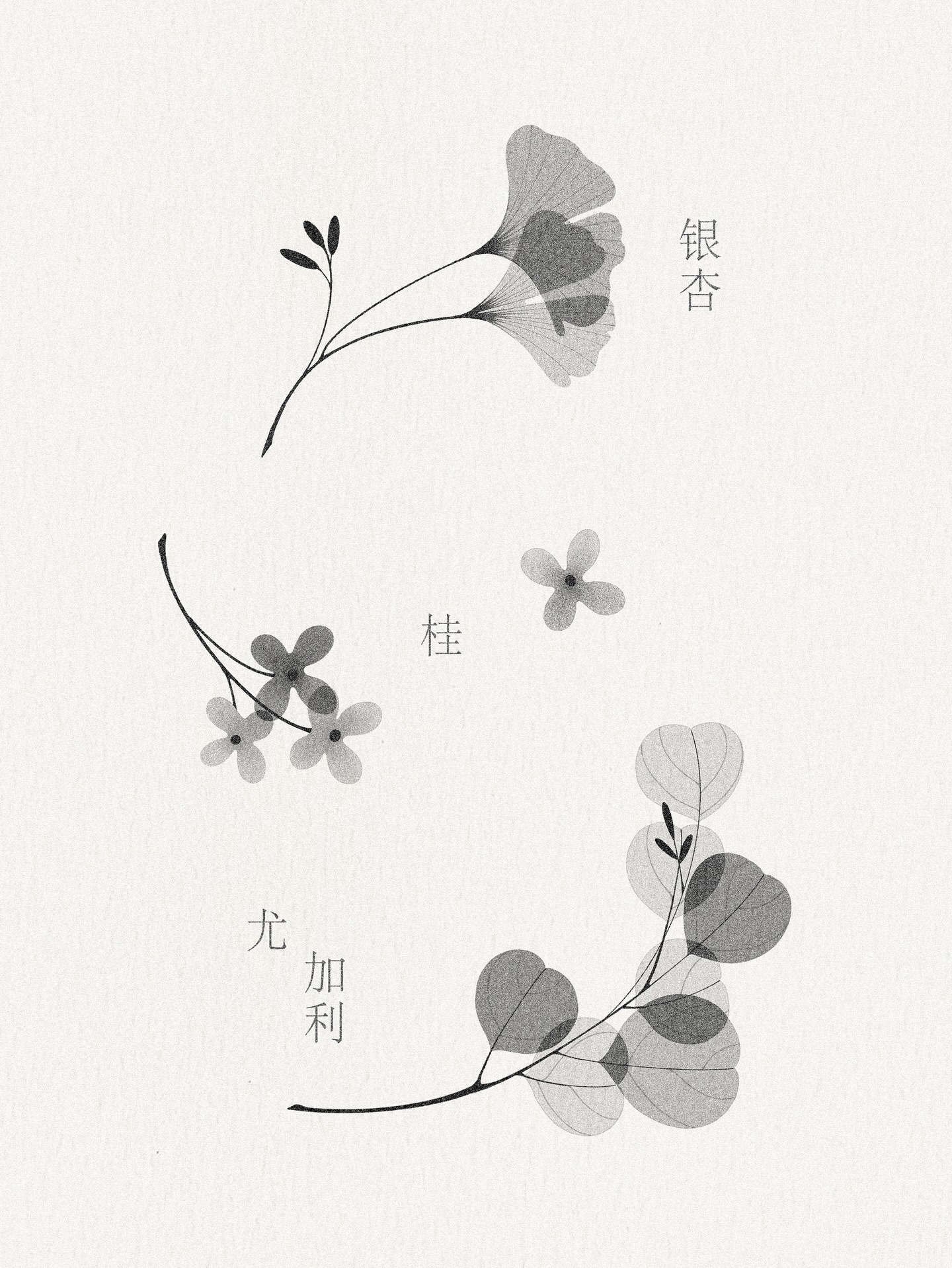Flower, Nature, Rose