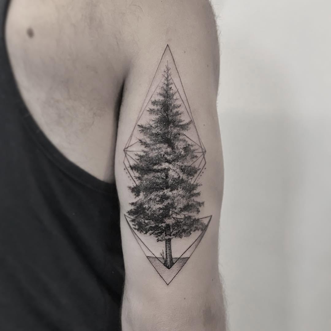 Nature, 소나무, 나무, 숲, 대나무