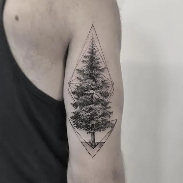 Nature, 소나무, 나무, 숲, 대나무