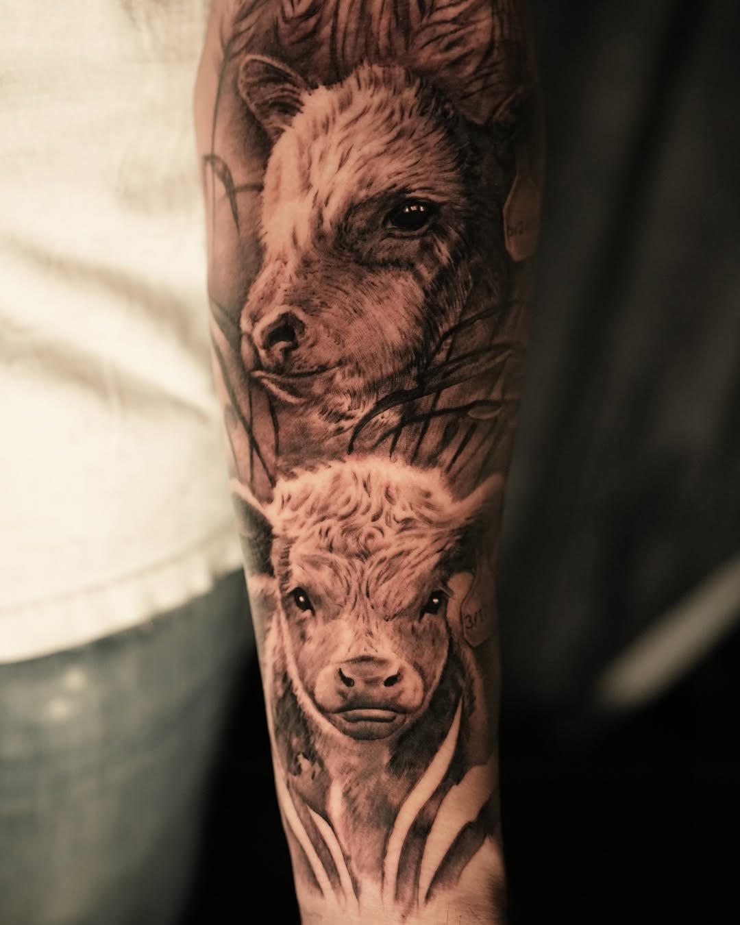 Animal