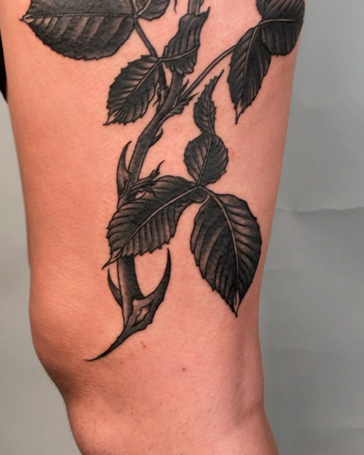 Flower, Rose, Nature