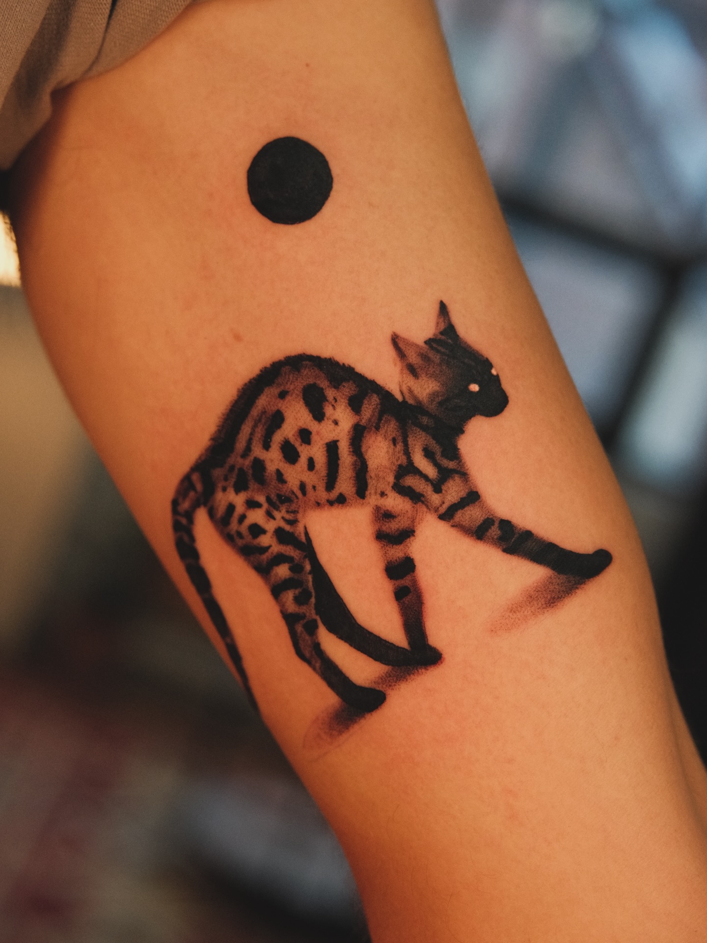 Tiger, Animal, 표범