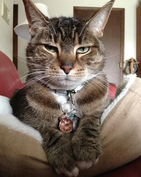 고양이