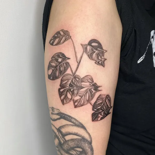 Flower, Rose, Nature