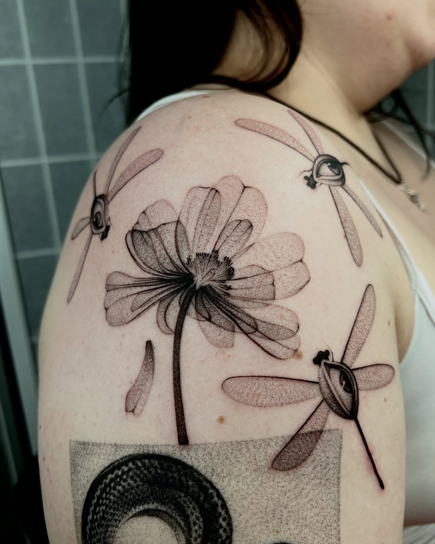 Animal, Nature, 잠자리, 매미