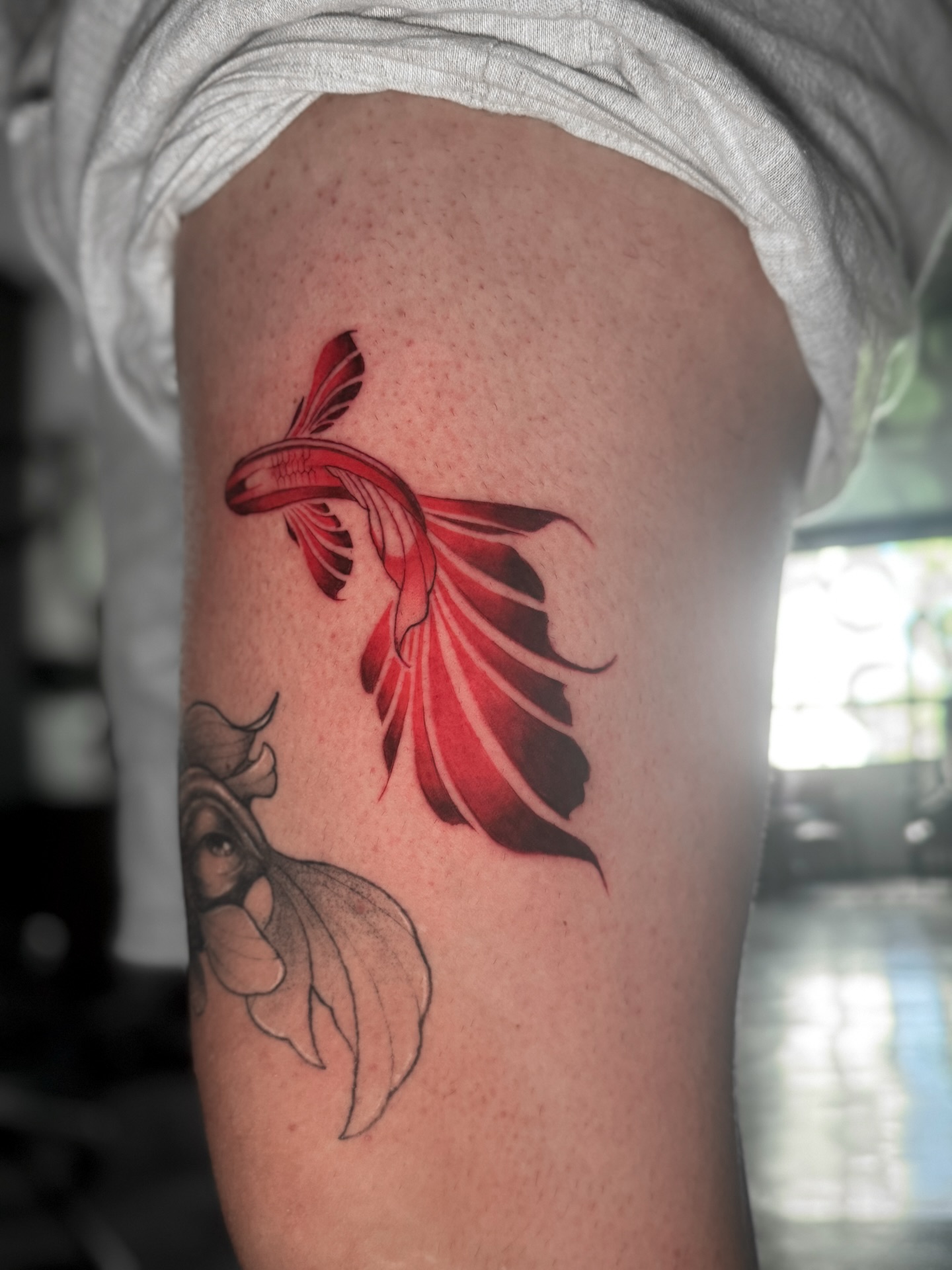 Animal