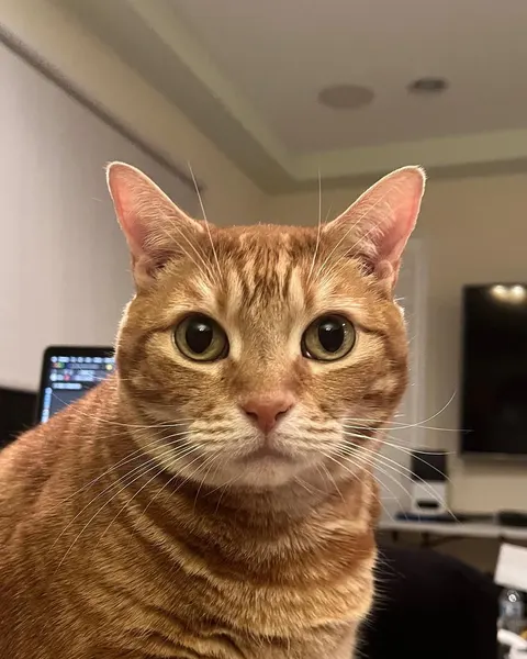 고양이