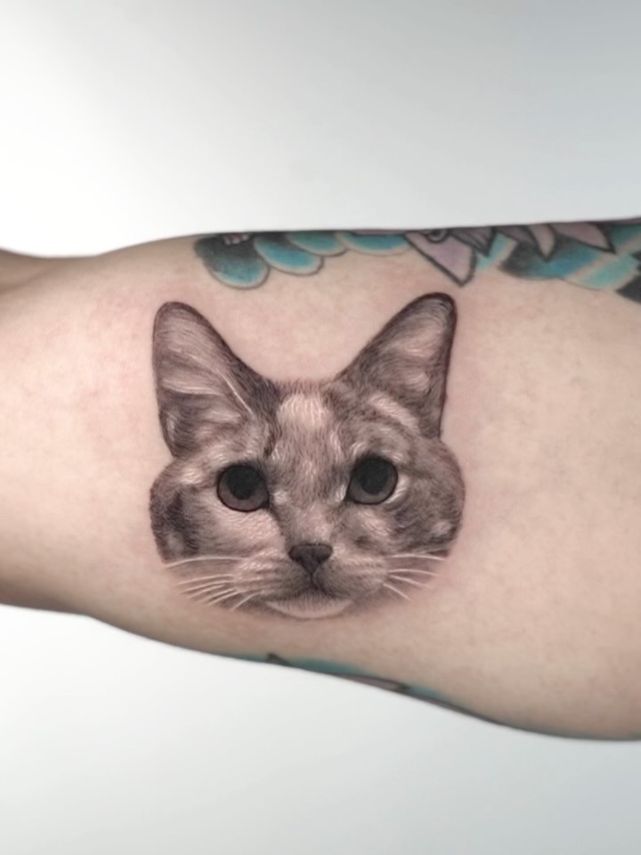 고양이