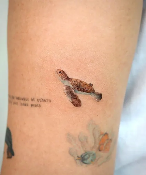 바다거북, 거북이