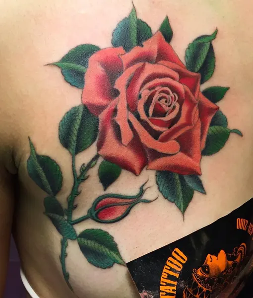 Flower, Rose, Nature