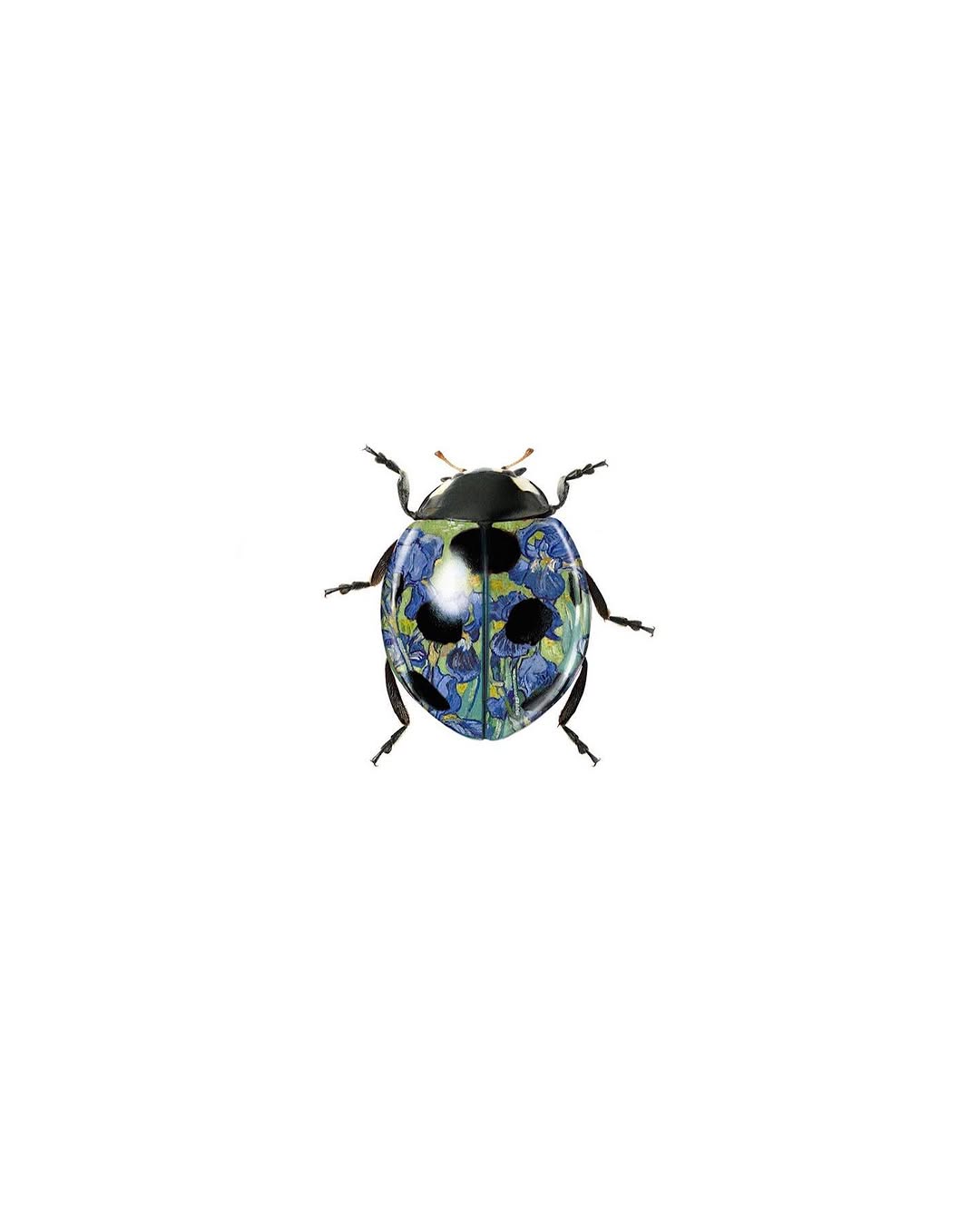caotida