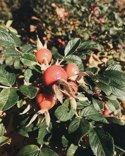 fflowerporn