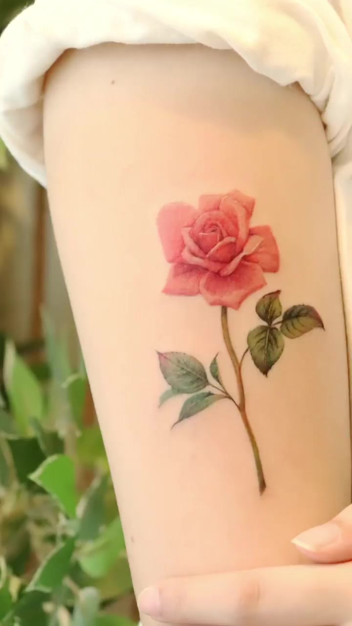 Flower, Rose