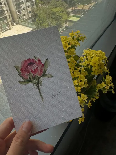 Flower, Rose, 모란, 양귀비