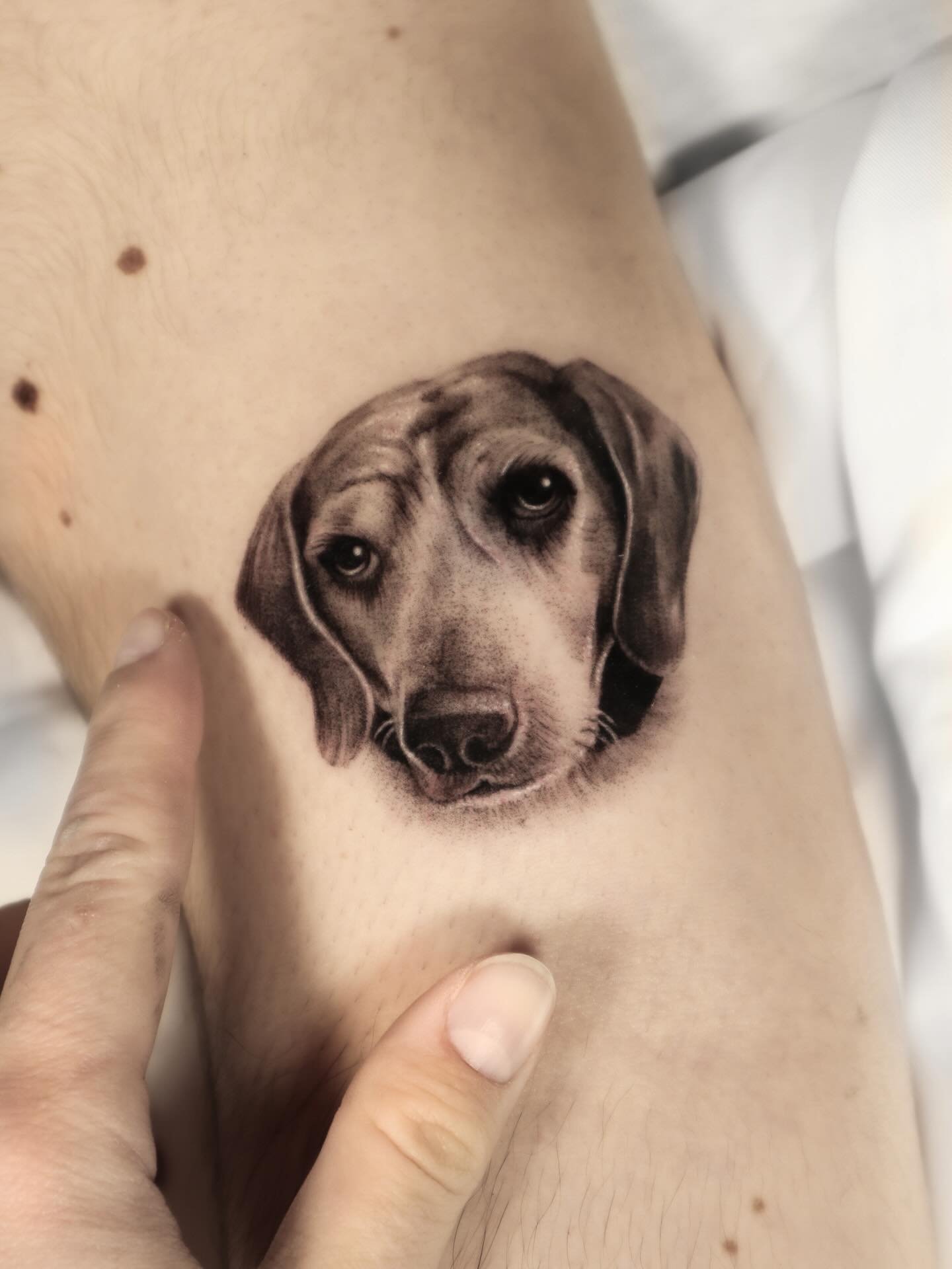 Animal
