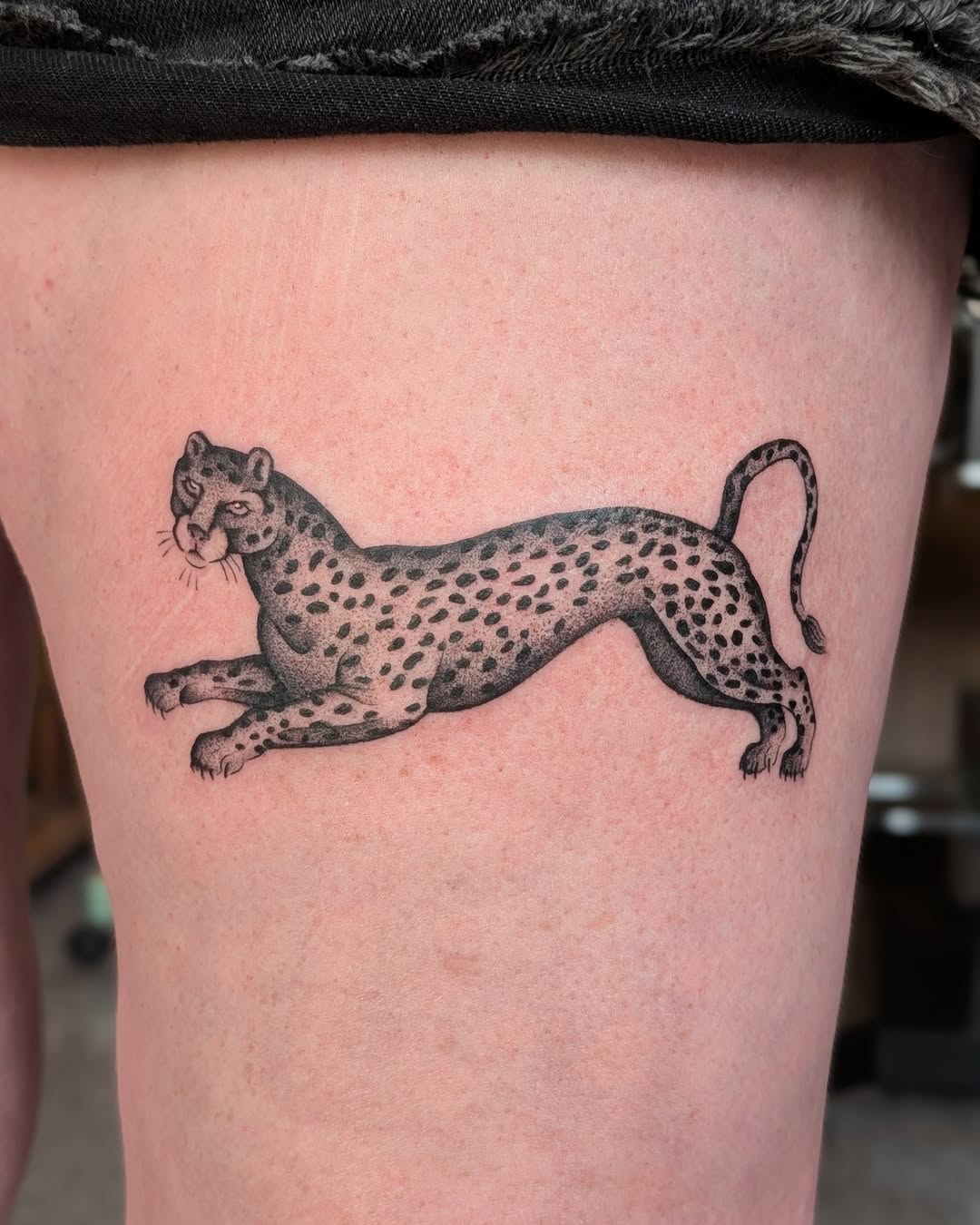 Animal, Tiger