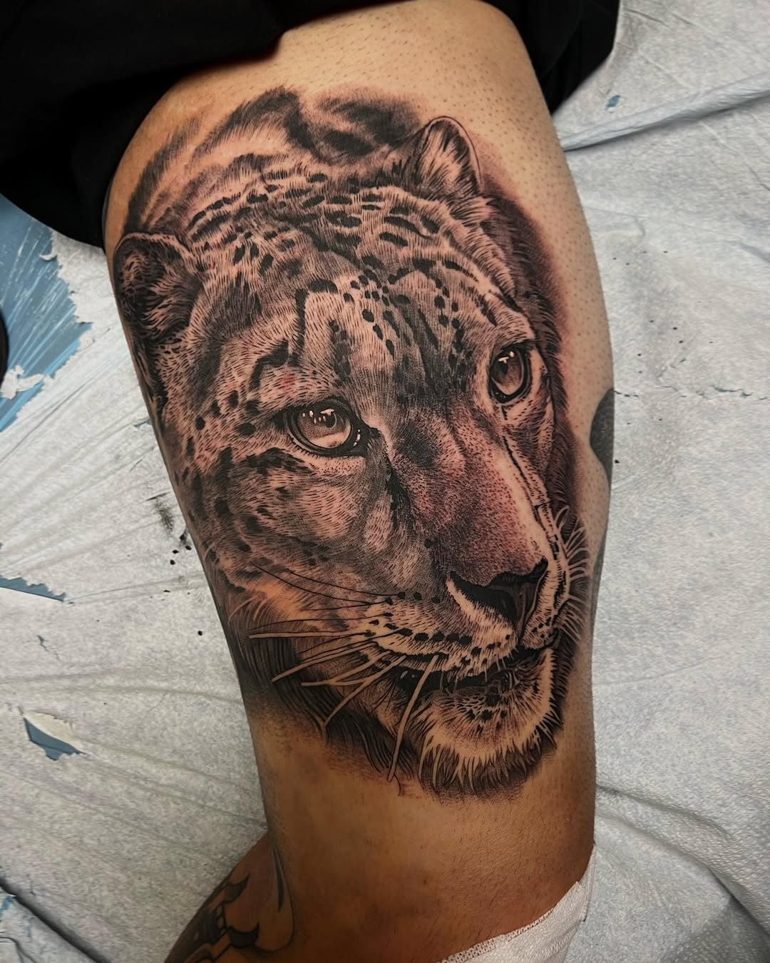 Animal