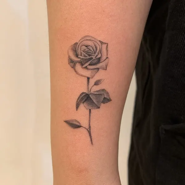 Flower, Rose, Nature