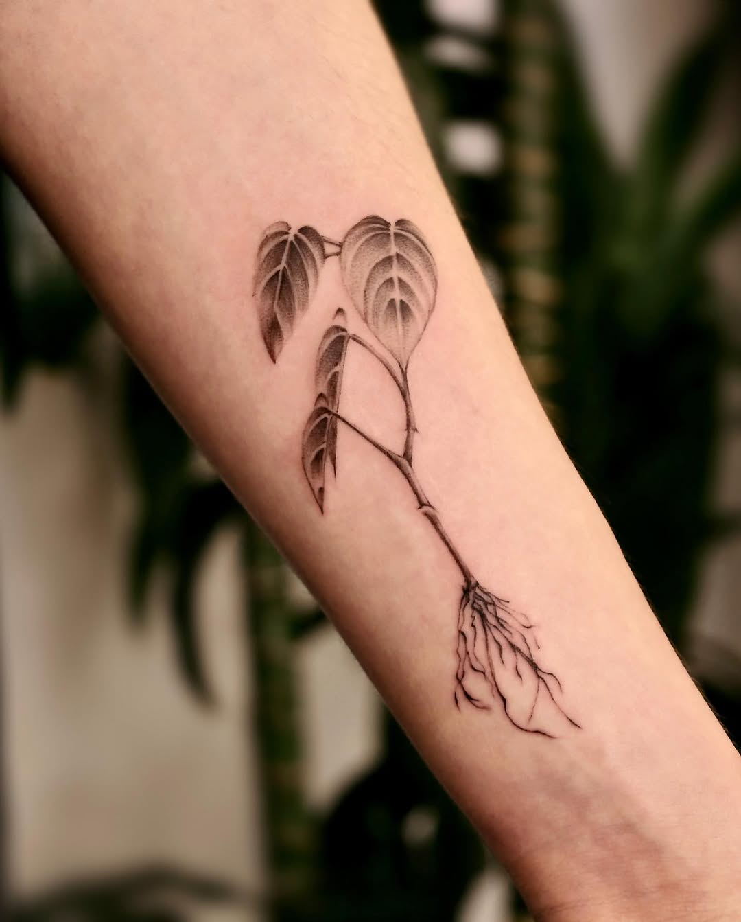 anthony_tatts