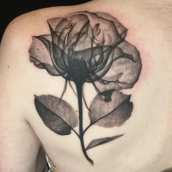 Flower, Rose, Nature
