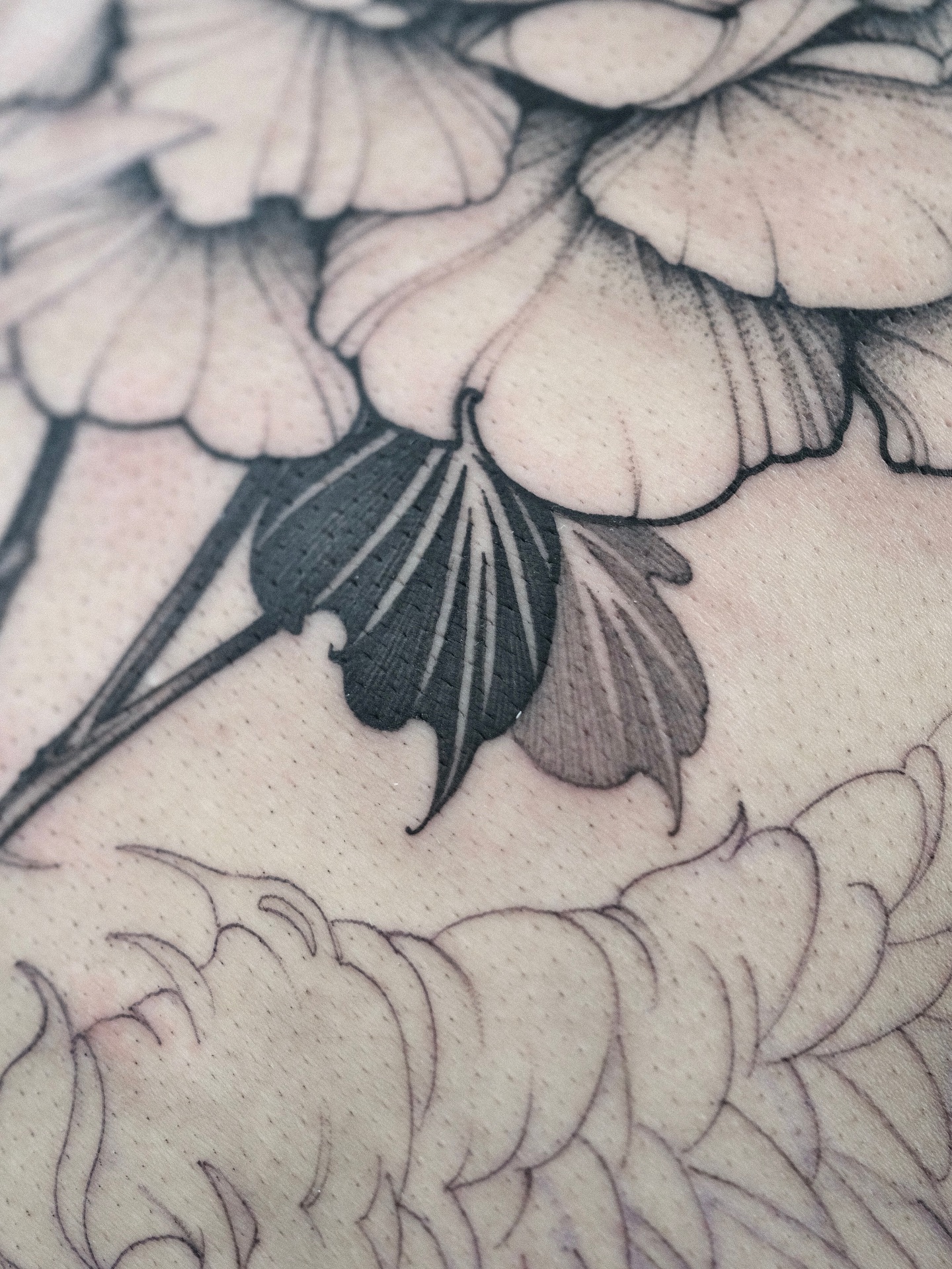 Flower, Rose, Nature