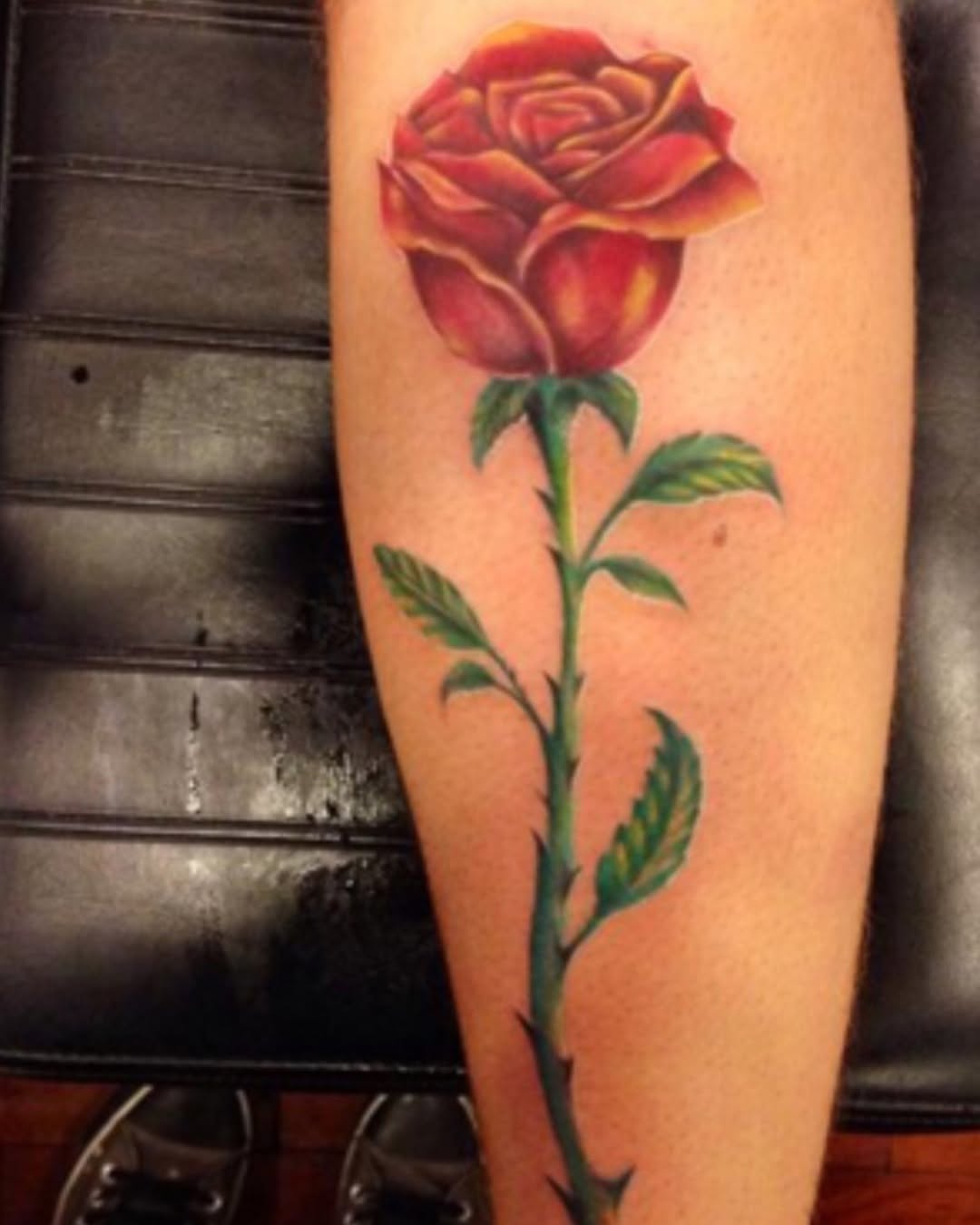 Flower, Rose, Nature
