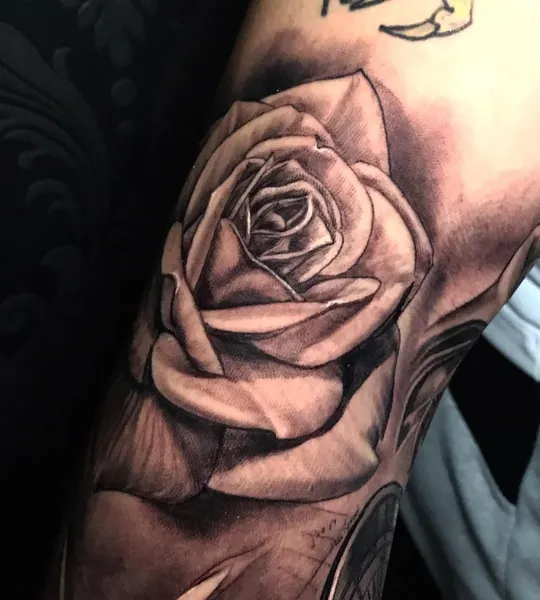 Flower, Rose