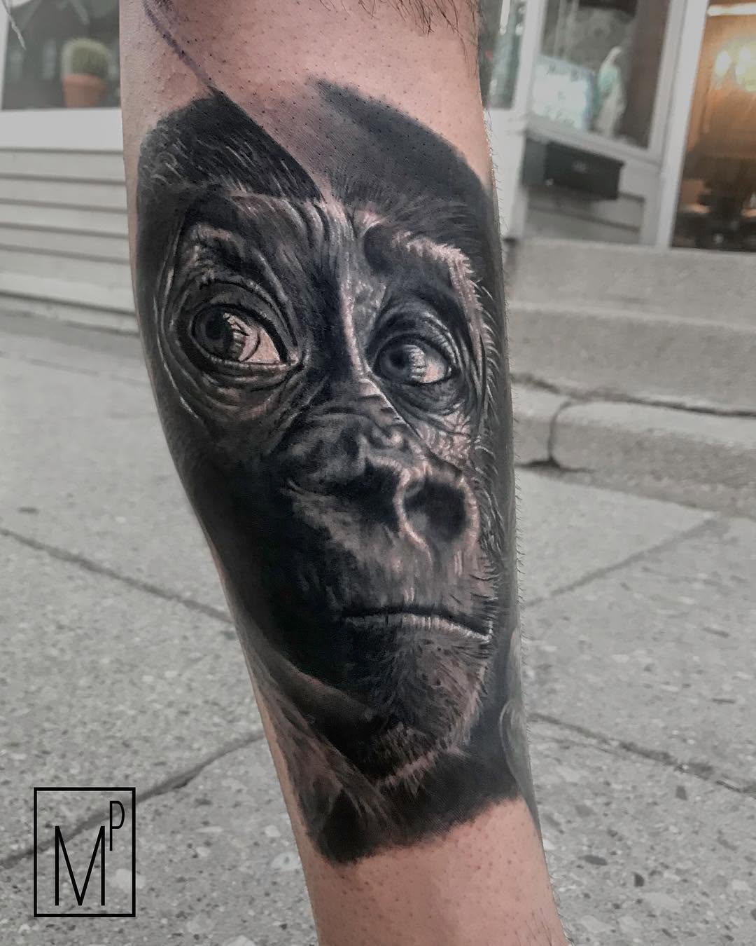 Animal, Tiger