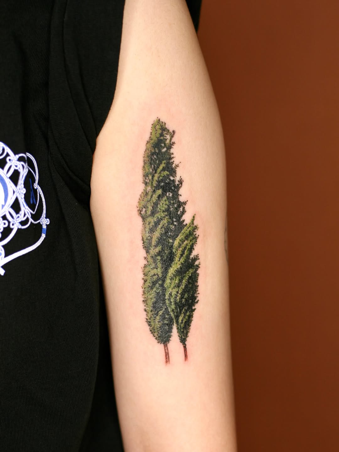 Nature, 소나무, 나무, 숲