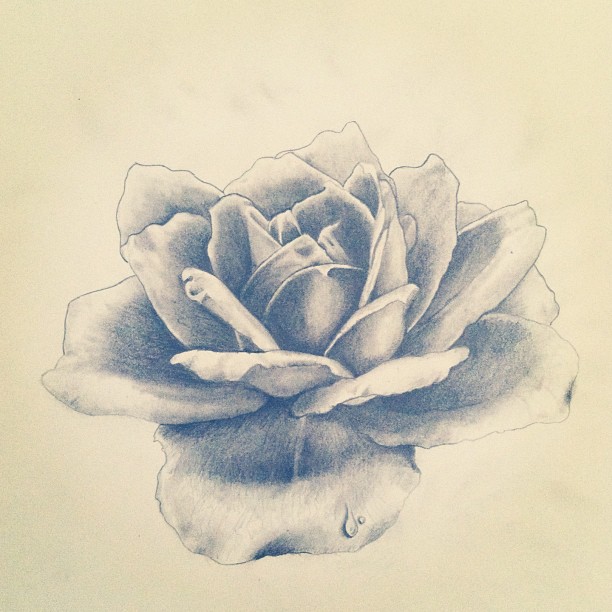 Flower, Rose