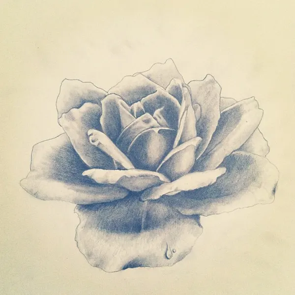 Flower, Rose