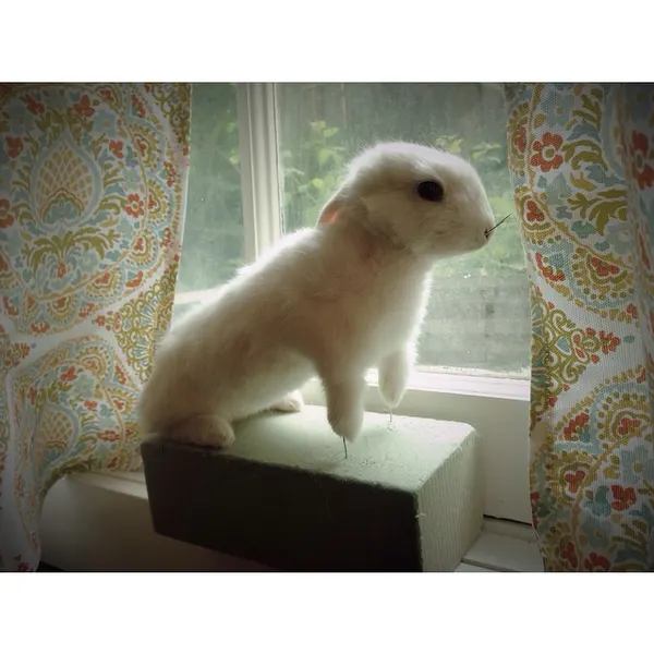 Animal