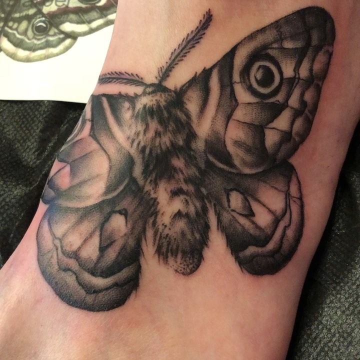 Animal, Nature
