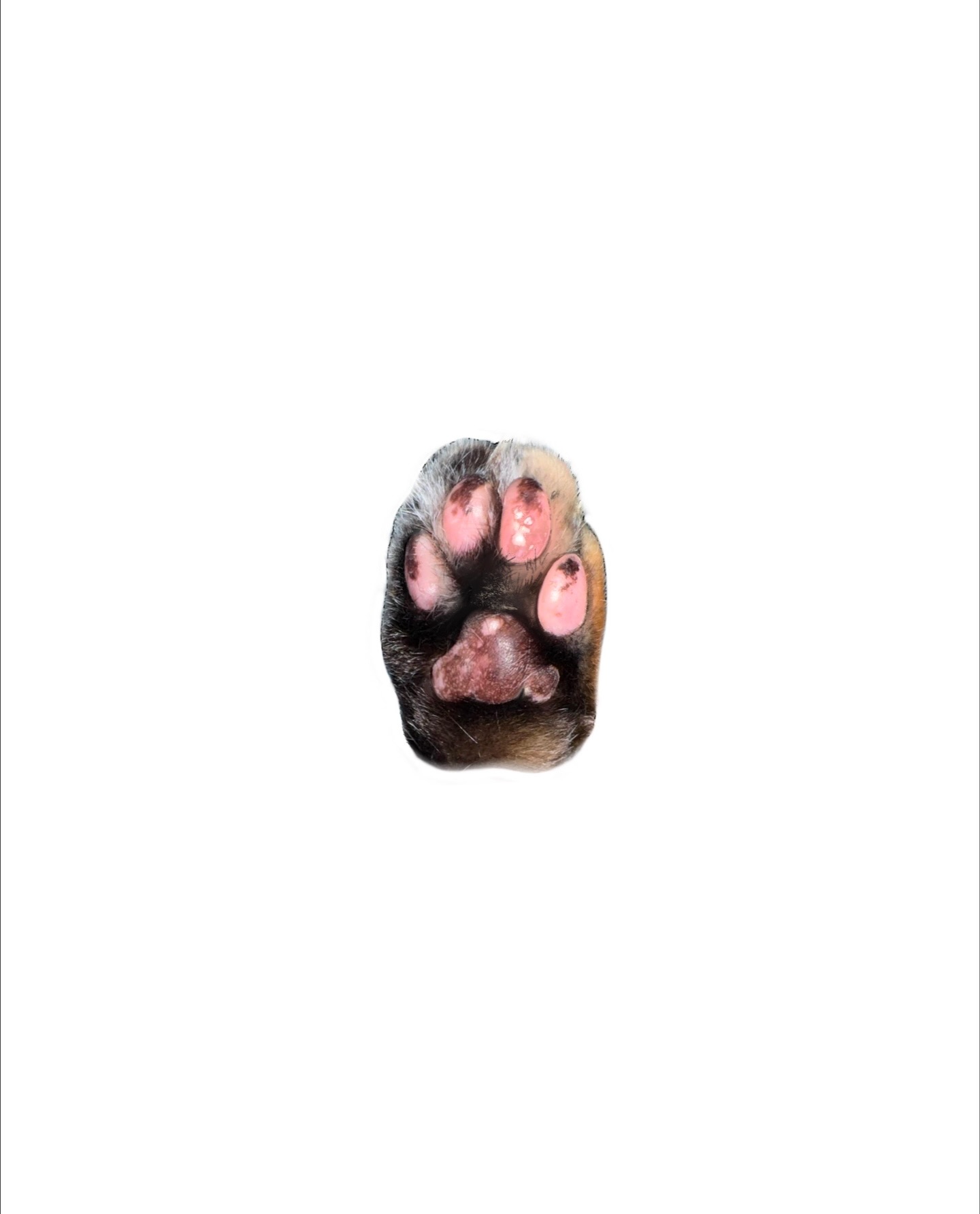Animal, 발자국