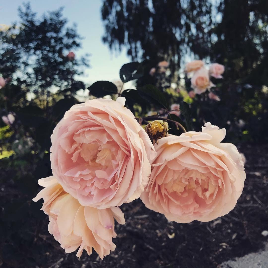 Flower, Rose, Nature