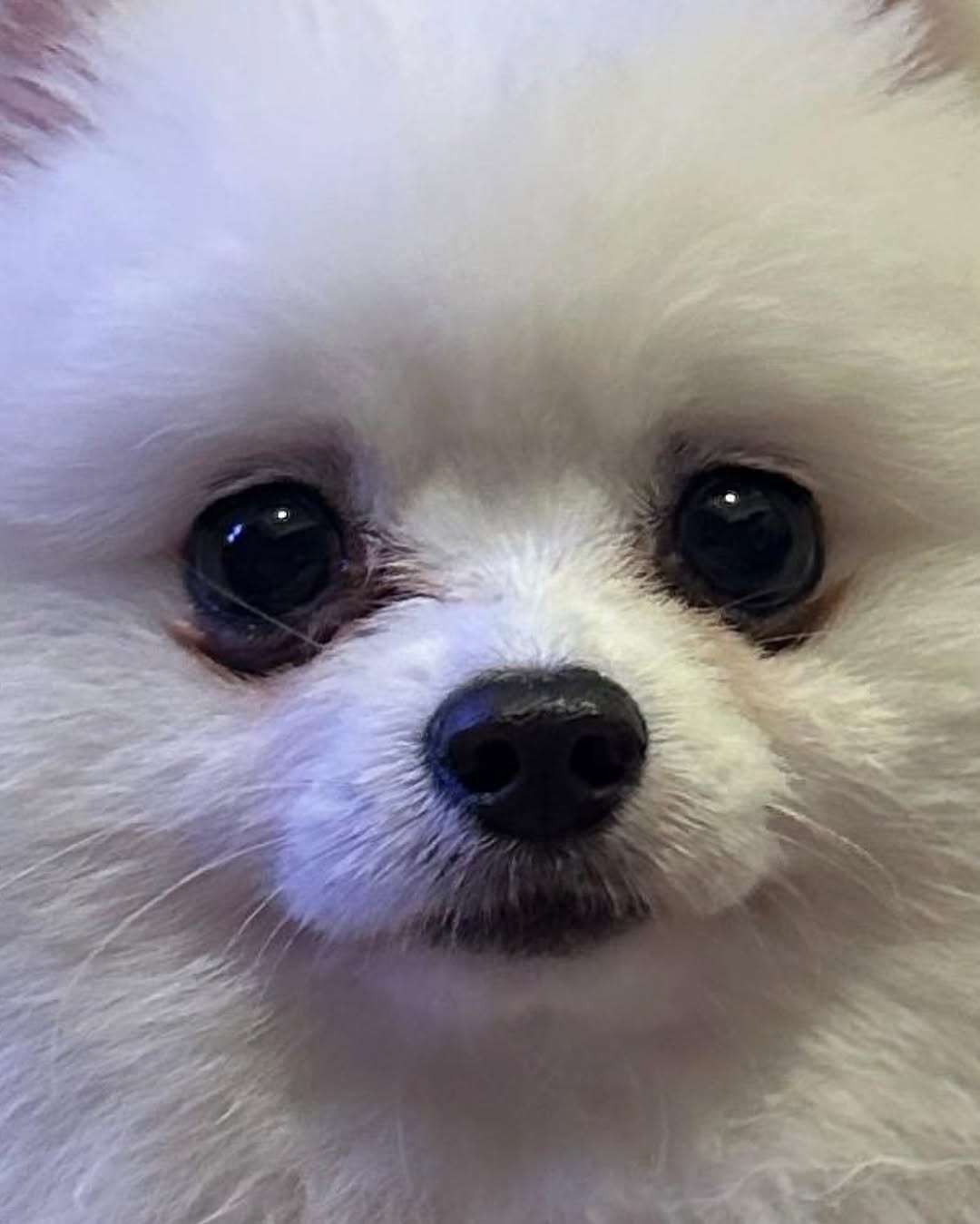 반려동물