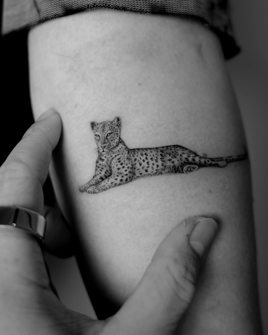 Animal, Tiger, 표범, 치타, 팬서