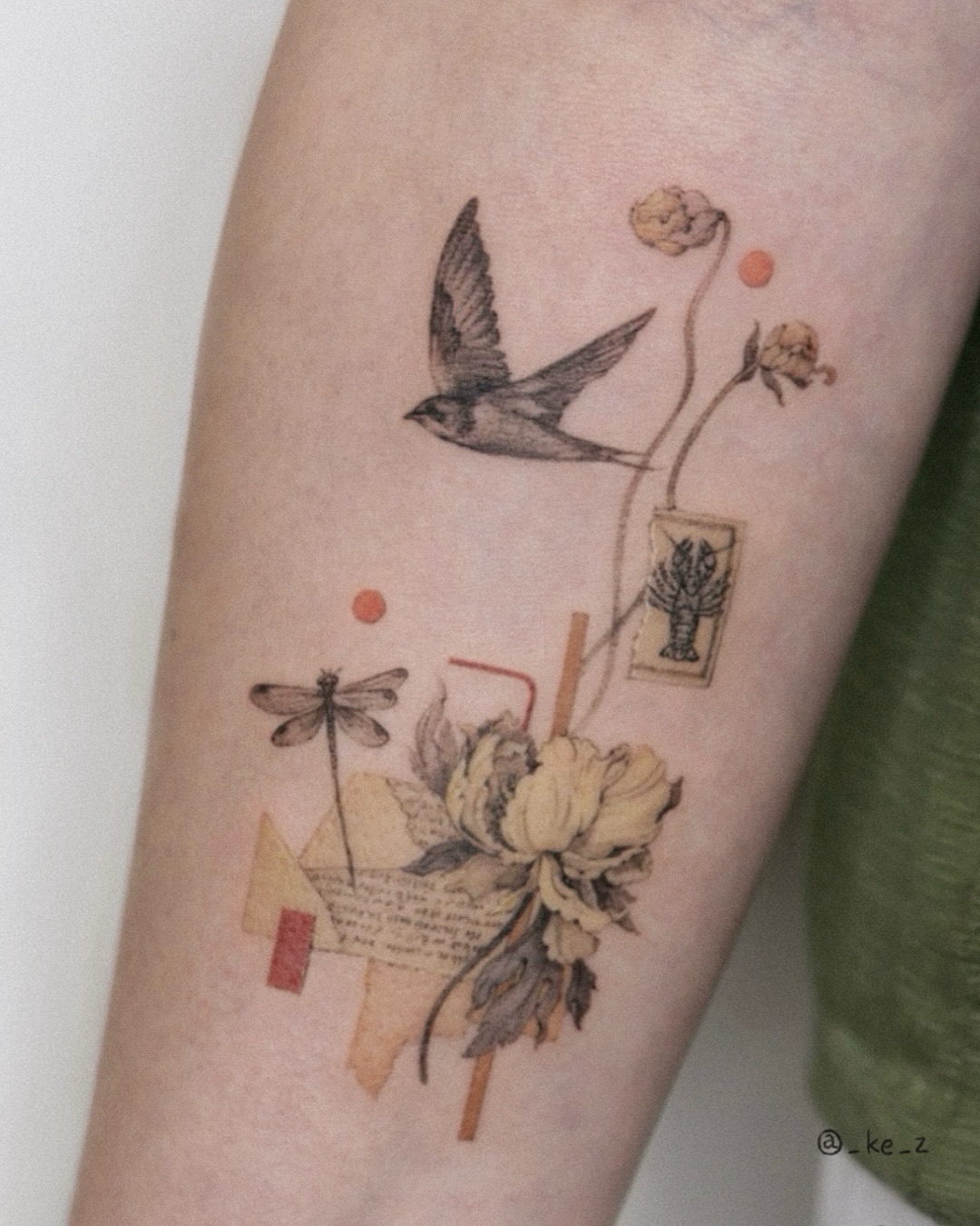 Animal, Nature, 잠자리, 매미