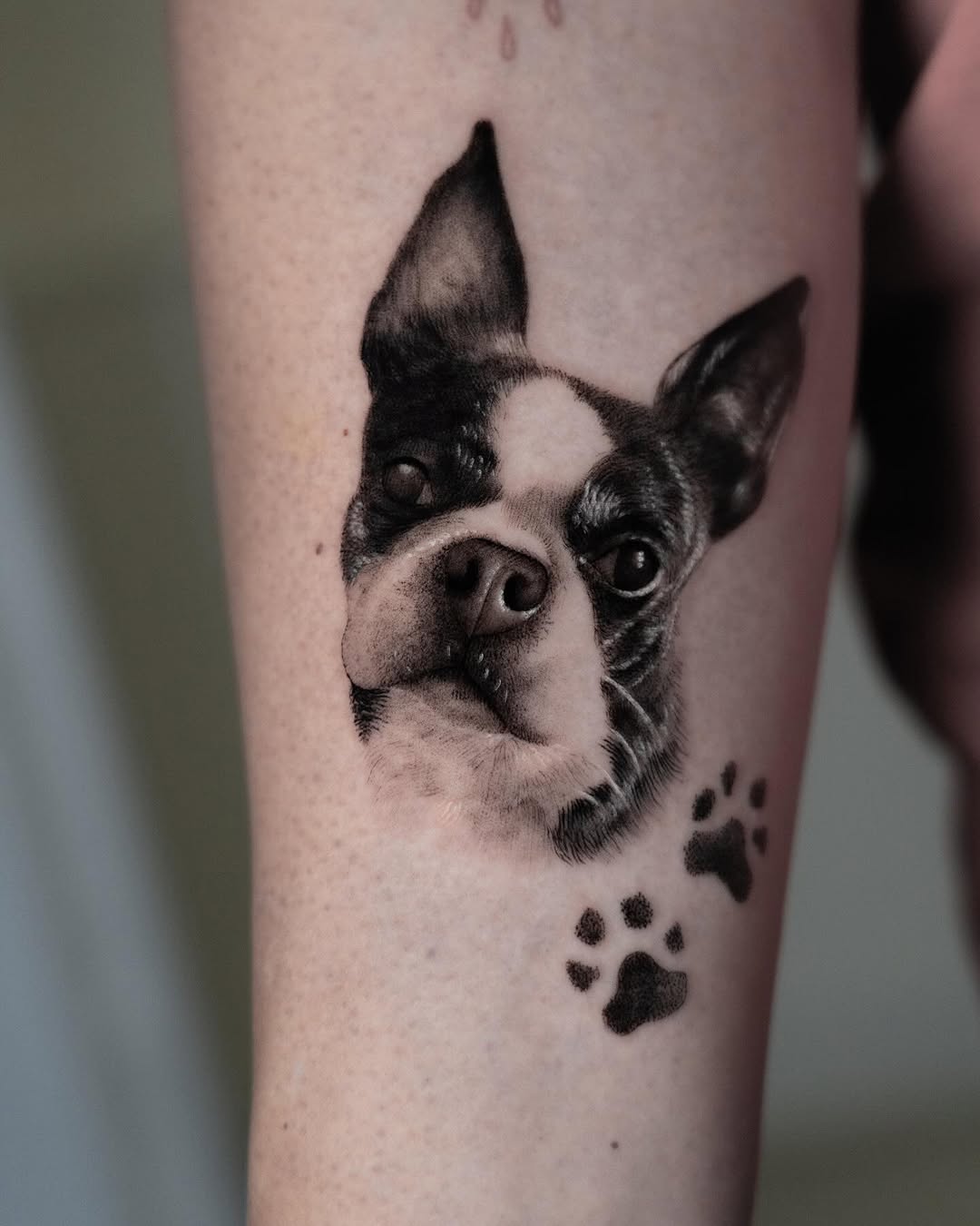 Animal