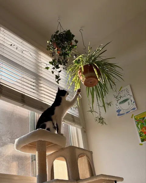 Animal